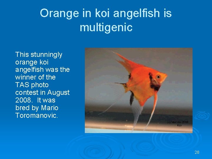 Orange in koi angelfish is multigenic This stunningly orange koi angelfish was the winner