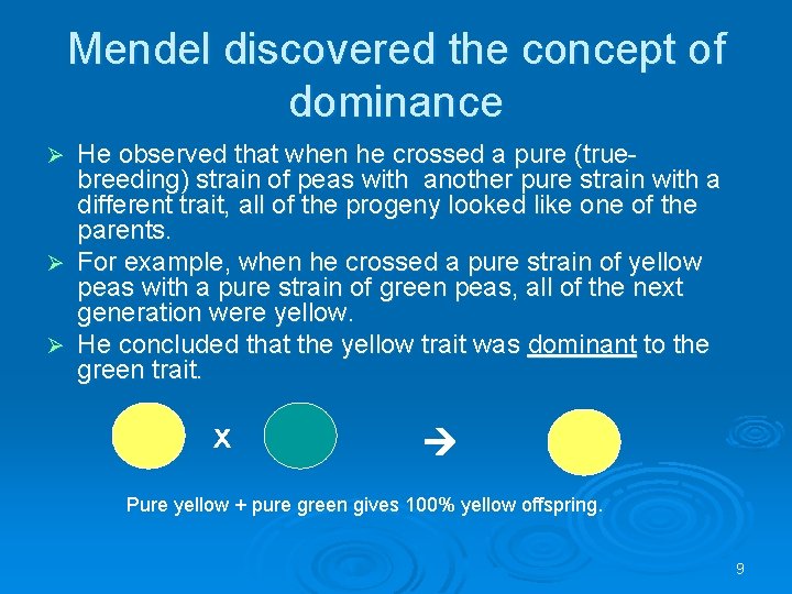 Mendel discovered the concept of dominance He observed that when he crossed a pure