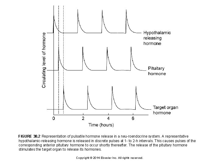 FIGURE 38. 2 Representation of pulsatile hormone release in a neu-roendocrine system. A representative