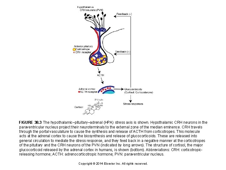 FIGURE 38. 3 The hypothalamic–pituitary–adrenal (HPA) stress axis is shown. Hypothalamic CRH neurons in