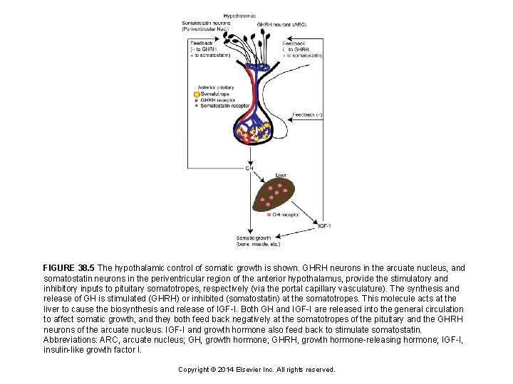 FIGURE 38. 5 The hypothalamic control of somatic growth is shown. GHRH neurons in