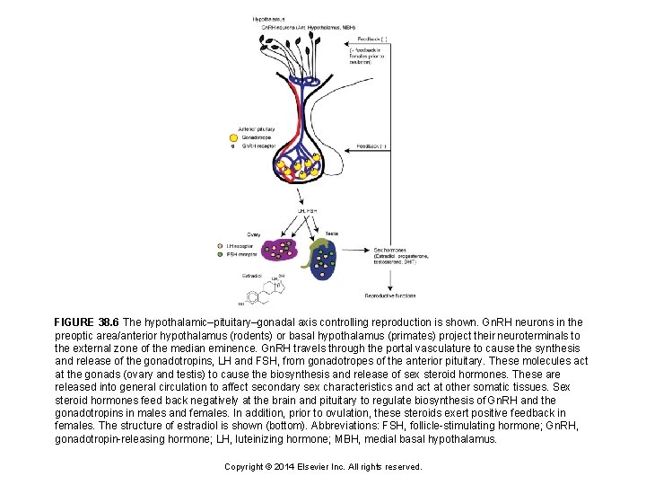 FIGURE 38. 6 The hypothalamic–pituitary–gonadal axis controlling reproduction is shown. Gn. RH neurons in