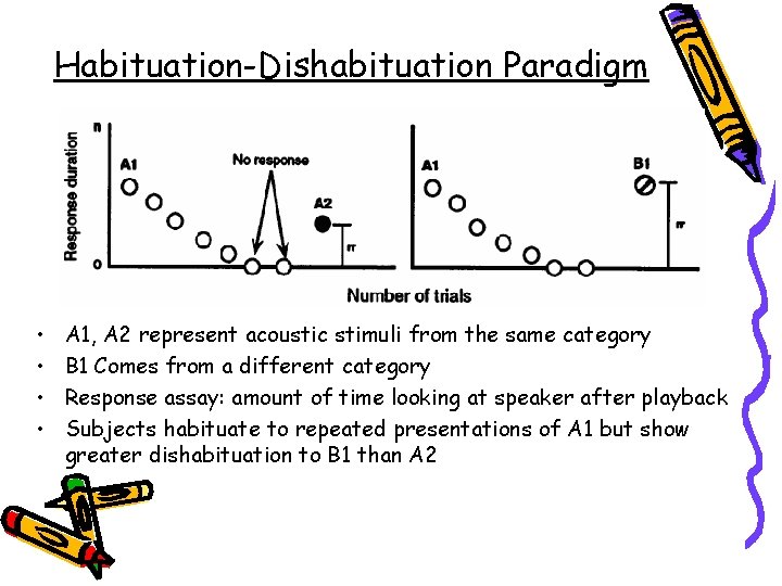 Habituation-Dishabituation Paradigm • • A 1, A 2 represent acoustic stimuli from the same