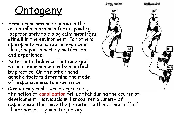 Ontogeny • Some organisms are born with the essential mechanisms for responding appropriately to