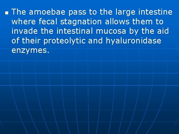 n The amoebae pass to the large intestine where fecal stagnation allows them to