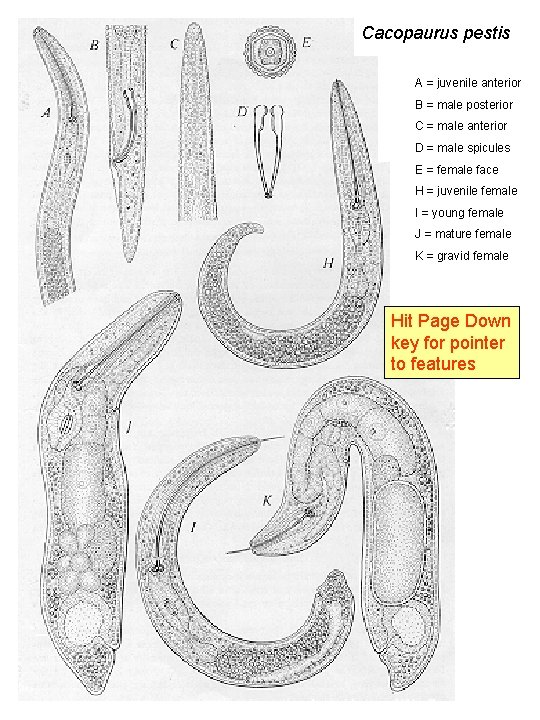 Cacopaurus pestis A = juvenile anterior B = male posterior C = male anterior