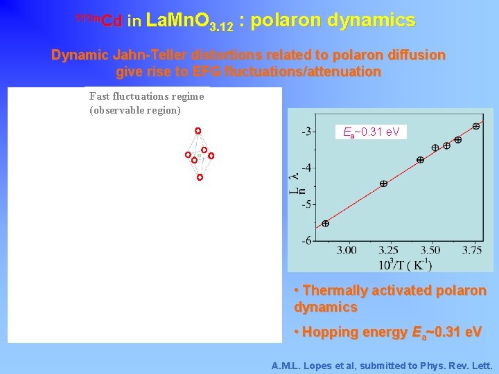 111 m. Cd in La. Mn. O 3. 12 : polaron dynamics Dynamic Jahn-Teller
