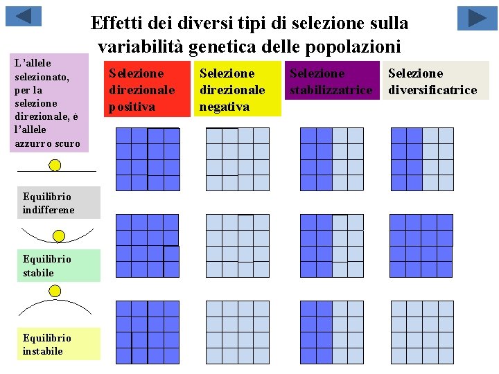 Effetti dei diversi tipi di selezione sulla variabilità genetica delle popolazioni L’allele selezionato, per