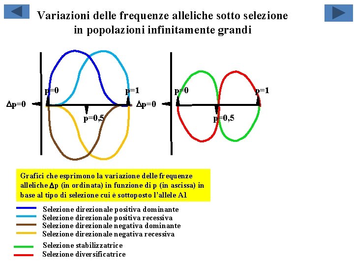 Variazioni delle frequenze alleliche sotto selezione in popolazioni infinitamente grandi p=0 p=1 Dp=0 p=0,