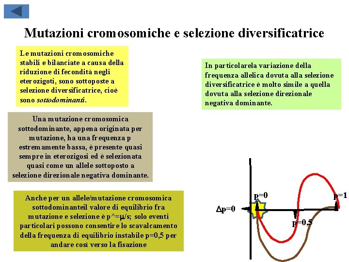 Mutazioni cromosomiche e selezione diversificatrice Le mutazioni cromosomiche stabili e bilanciate a causa della