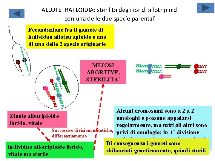 ALLOTETRAPLOIDIA: sterilità degli ibridi allotriploidi con una delle due specie parentali Fecondazione fra il