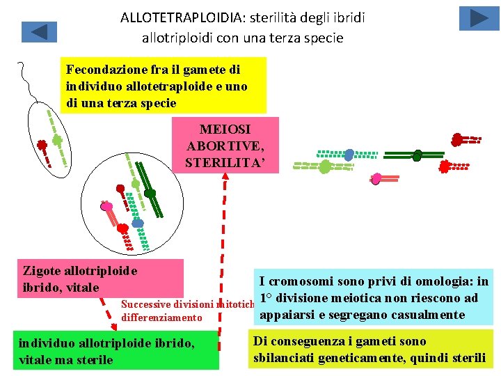 ALLOTETRAPLOIDIA: sterilità degli ibridi allotriploidi con una terza specie Fecondazione fra il gamete di