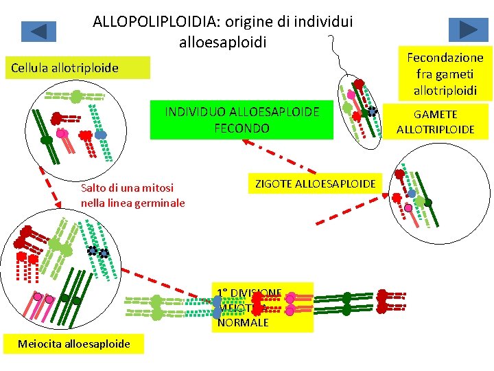 ALLOPOLIPLOIDIA: origine di individui alloesaploidi Cellula allotriploide INDIVIDUO ALLOESAPLOIDE FECONDO Salto di una mitosi