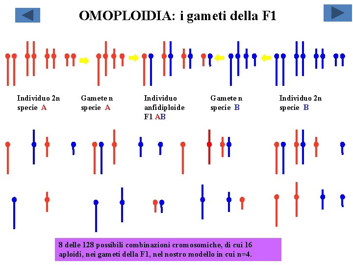 OMOPLOIDIA: i gameti della F 1 Individuo 2 n specie A Gamete n specie