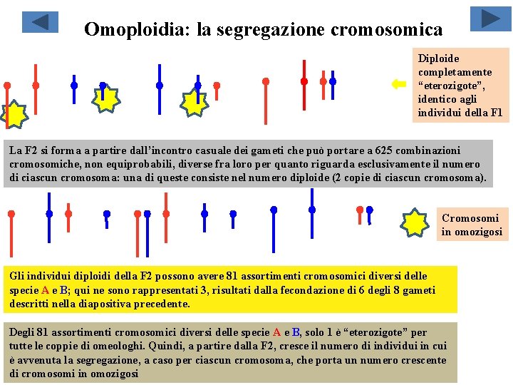 Omoploidia: la segregazione cromosomica Diploide completamente “eterozigote”, identico agli individui della F 1 La