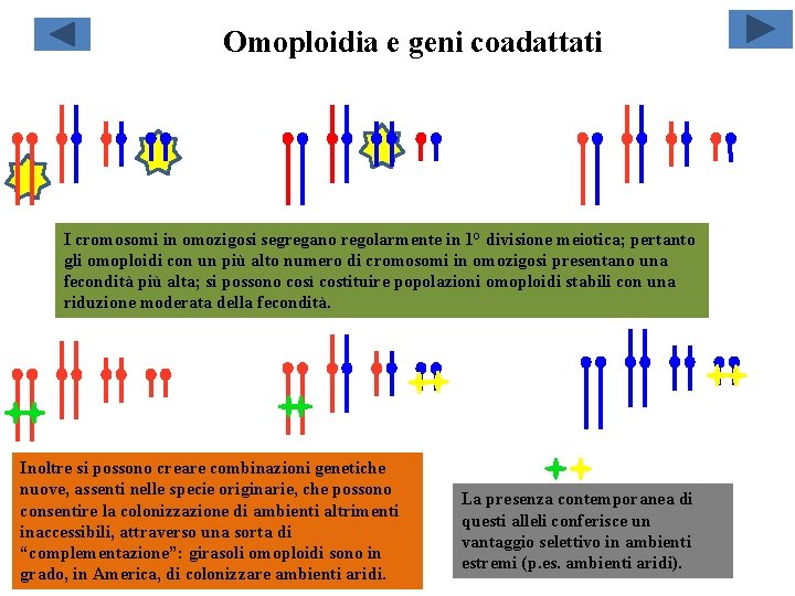 Omoploidia e geni coadattati I cromosomi in omozigosi segregano regolarmente in 1° divisione meiotica;