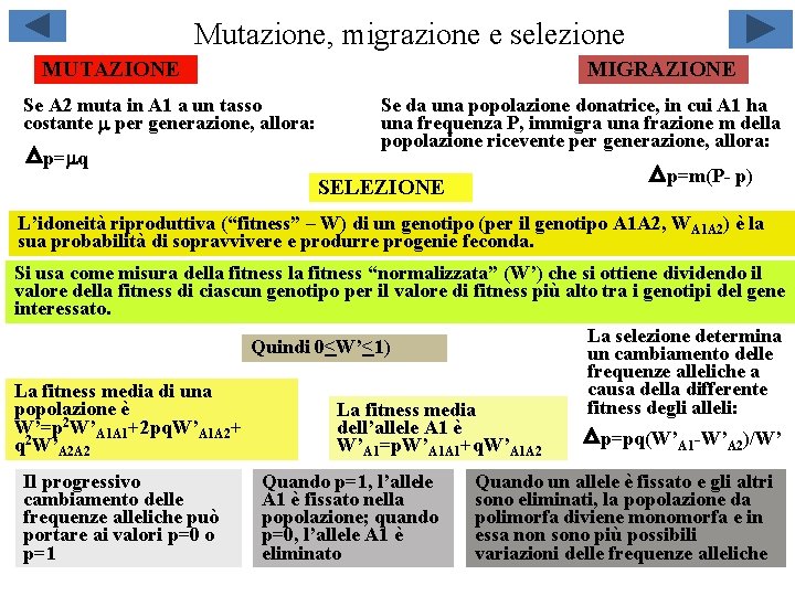 Mutazione, migrazione e selezione MUTAZIONE MIGRAZIONE Se A 2 muta in A 1 a