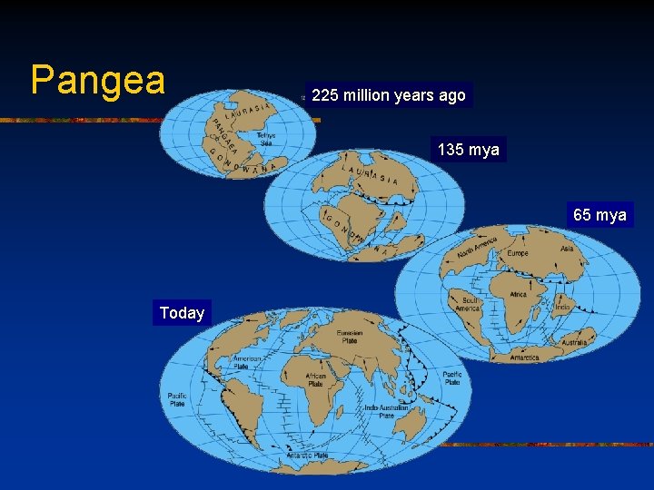 Pangea 225 million years ago 135 mya 65 mya Today 