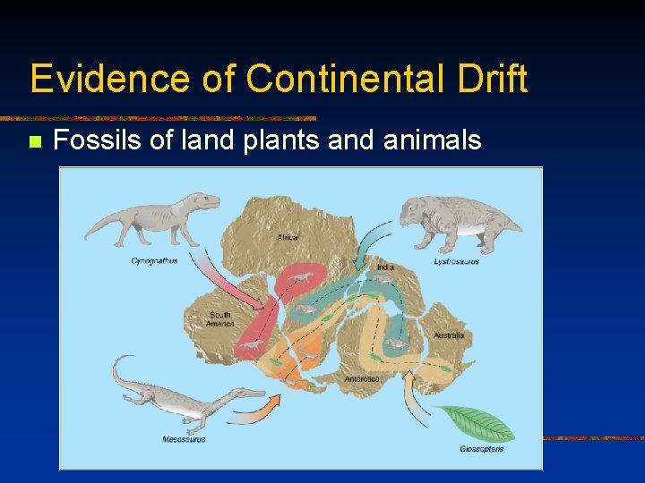 Evidence of Continental Drift n Fossils of land plants and animals 