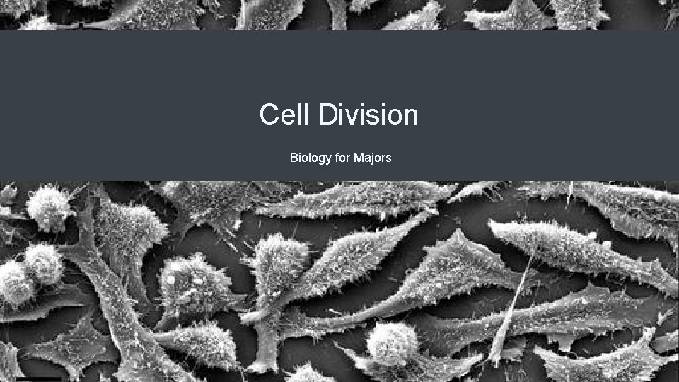 Cell Division Biology for Majors 