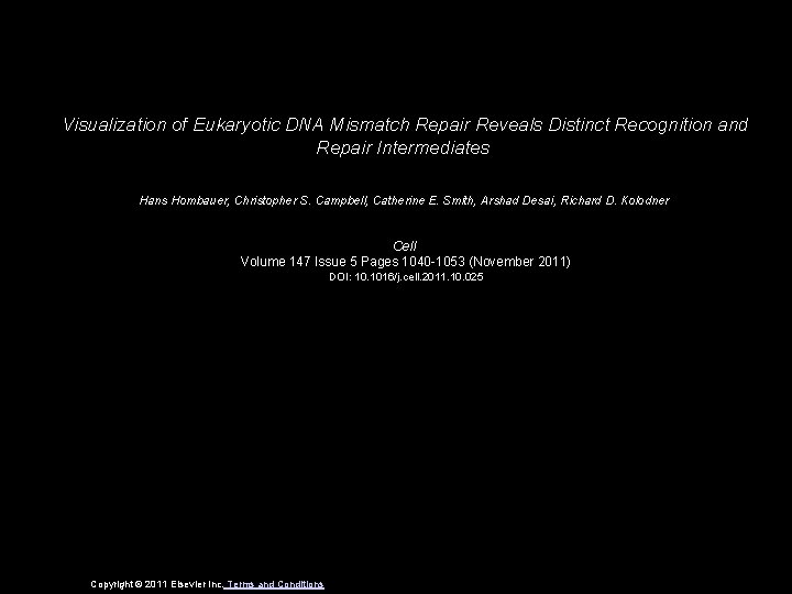 Visualization of Eukaryotic DNA Mismatch Repair Reveals Distinct Recognition and Repair Intermediates Hans Hombauer,