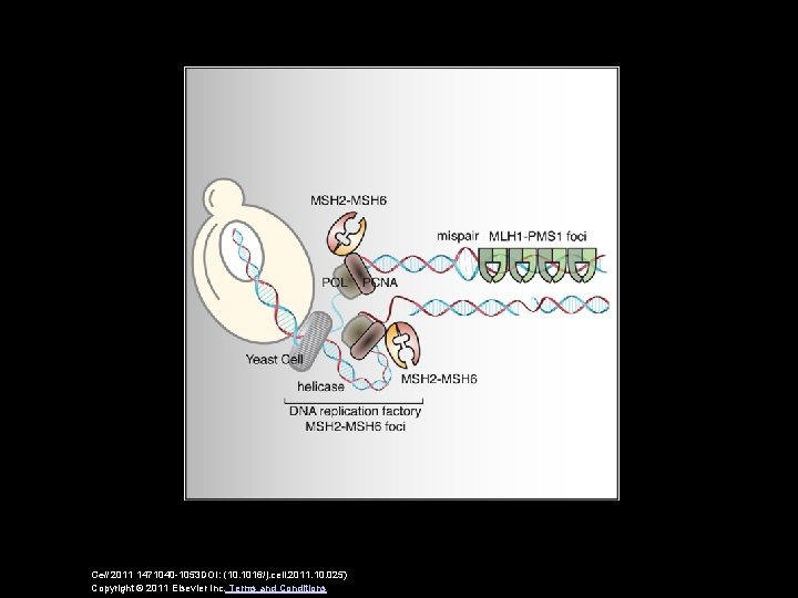 Cell 2011 1471040 -1053 DOI: (10. 1016/j. cell. 2011. 10. 025) Copyright © 2011