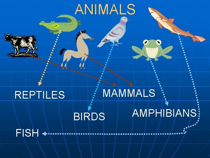 ANIMALS REPTILES MAMMALS BIRDS FISH AMPHIBIANS 