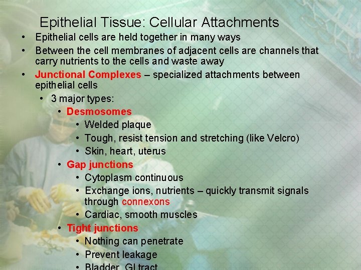 Epithelial Tissue: Cellular Attachments • Epithelial cells are held together in many ways • Epithelial Tissue: Cellular Attachments • Epithelial cells are held together in many ways •