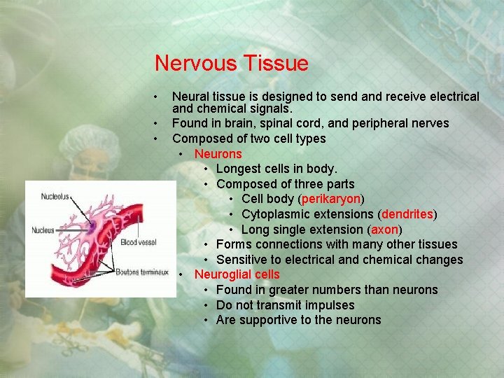Nervous Tissue • • • Neural tissue is designed to send and receive electrical Nervous Tissue • • • Neural tissue is designed to send and receive electrical