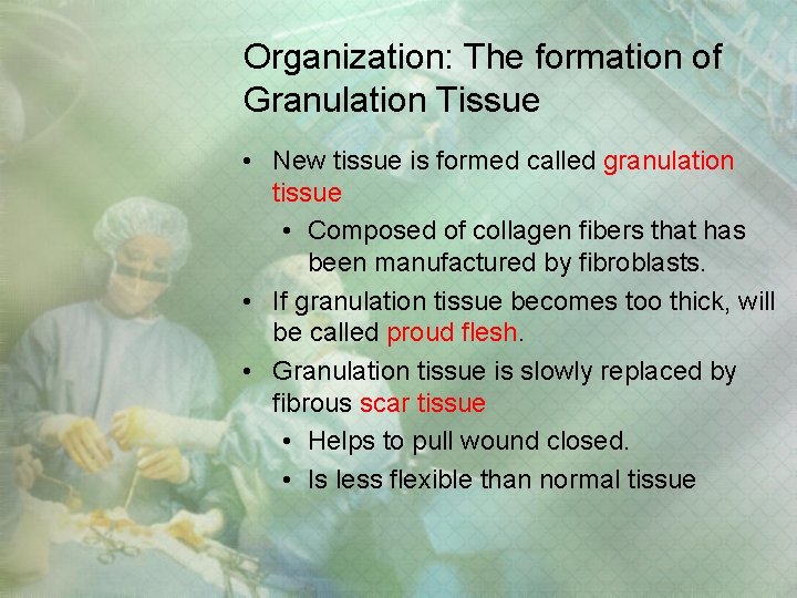 Organization: The formation of Granulation Tissue • New tissue is formed called granulation tissue Organization: The formation of Granulation Tissue • New tissue is formed called granulation tissue