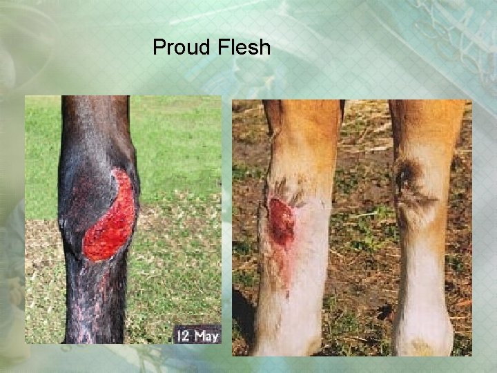 Proud Flesh Proud Flesh