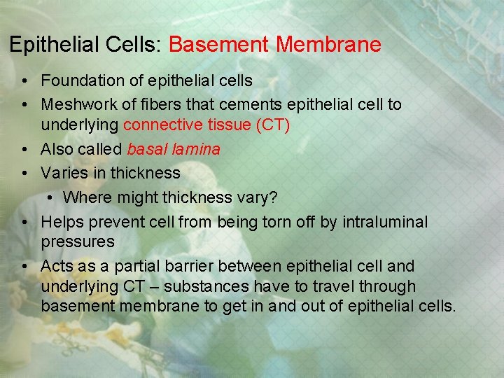 Epithelial Cells: Basement Membrane • Foundation of epithelial cells • Meshwork of fibers that Epithelial Cells: Basement Membrane • Foundation of epithelial cells • Meshwork of fibers that
