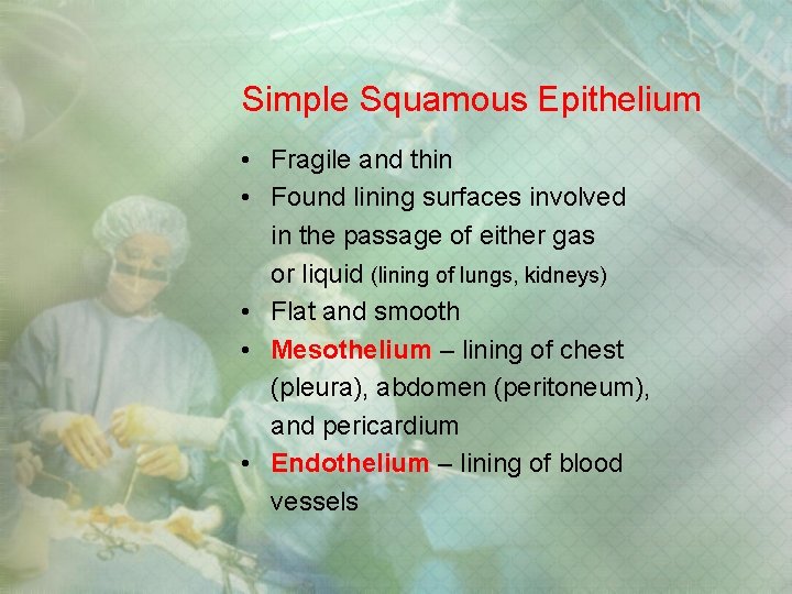 Simple Squamous Epithelium • Fragile and thin • Found lining surfaces involved in the Simple Squamous Epithelium • Fragile and thin • Found lining surfaces involved in the