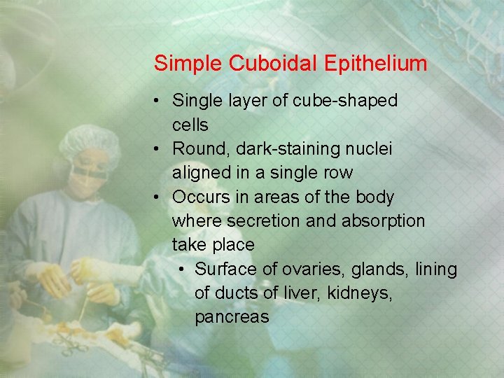 Simple Cuboidal Epithelium • Single layer of cube-shaped cells • Round, dark-staining nuclei aligned Simple Cuboidal Epithelium • Single layer of cube-shaped cells • Round, dark-staining nuclei aligned