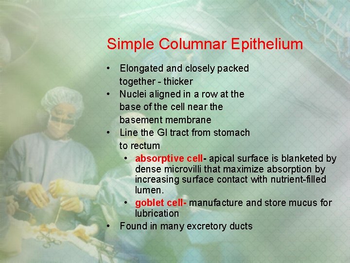 Simple Columnar Epithelium • Elongated and closely packed together - thicker • Nuclei aligned Simple Columnar Epithelium • Elongated and closely packed together - thicker • Nuclei aligned