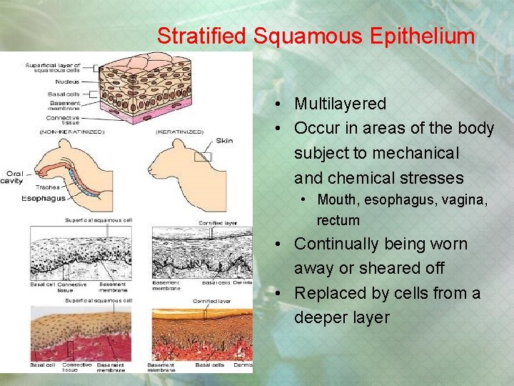 Stratified Squamous Epithelium • Multilayered • Occur in areas of the body subject to Stratified Squamous Epithelium • Multilayered • Occur in areas of the body subject to