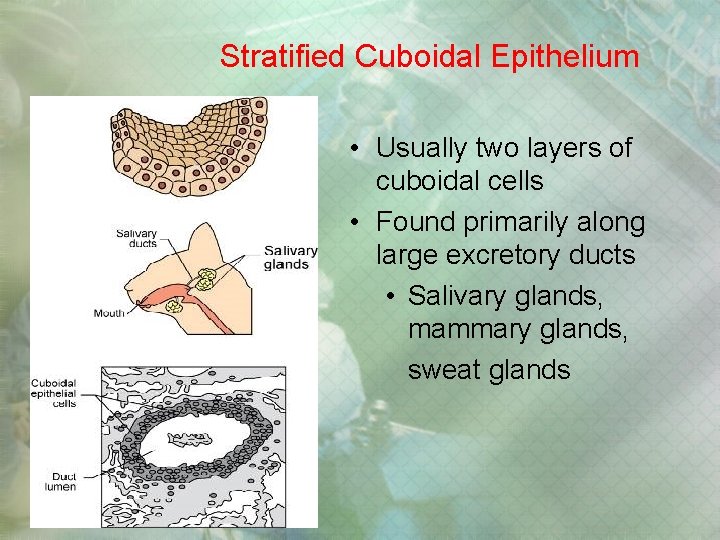 Stratified Cuboidal Epithelium • Usually two layers of cuboidal cells • Found primarily along Stratified Cuboidal Epithelium • Usually two layers of cuboidal cells • Found primarily along