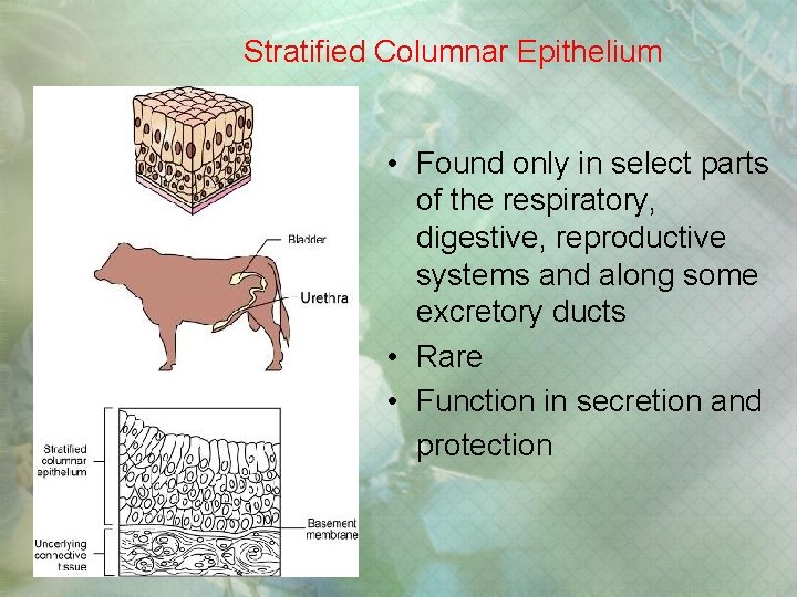 Stratified Columnar Epithelium • Found only in select parts of the respiratory, digestive, reproductive Stratified Columnar Epithelium • Found only in select parts of the respiratory, digestive, reproductive