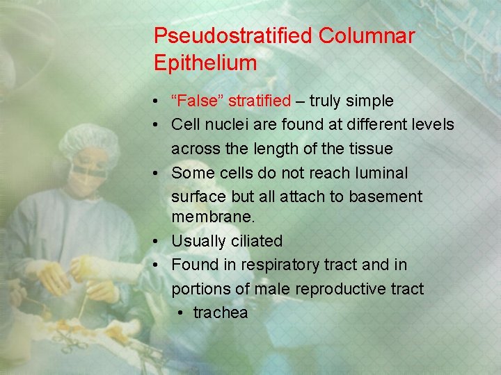 Pseudostratified Columnar Epithelium • “False” stratified – truly simple • Cell nuclei are found Pseudostratified Columnar Epithelium • “False” stratified – truly simple • Cell nuclei are found
