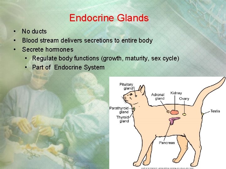 Endocrine Glands • No ducts • Blood stream delivers secretions to entire body • Endocrine Glands • No ducts • Blood stream delivers secretions to entire body •