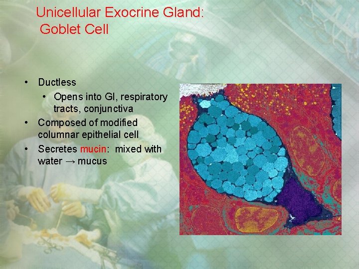 Unicellular Exocrine Gland: Goblet Cell • Ductless • Opens into GI, respiratory tracts, conjunctiva Unicellular Exocrine Gland: Goblet Cell • Ductless • Opens into GI, respiratory tracts, conjunctiva