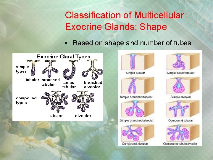 Classification of Multicellular Exocrine Glands: Shape • Based on shape and number of tubes Classification of Multicellular Exocrine Glands: Shape • Based on shape and number of tubes