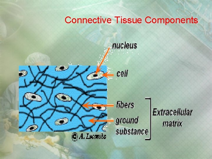 Connective Tissue Components Connective Tissue Components