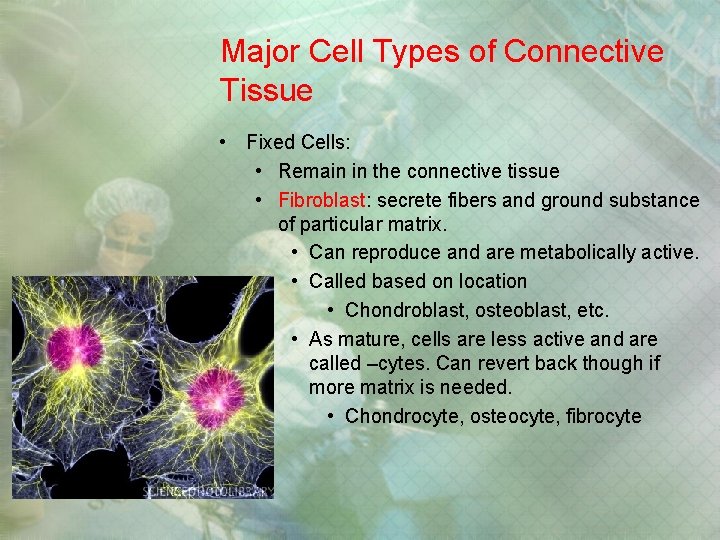 Major Cell Types of Connective Tissue • Fixed Cells: • Remain in the connective Major Cell Types of Connective Tissue • Fixed Cells: • Remain in the connective