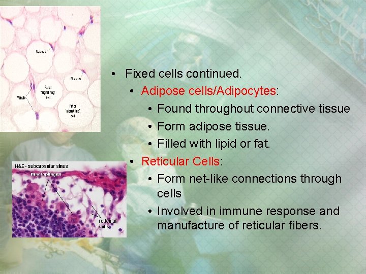 • Fixed cells continued. • Adipose cells/Adipocytes: • Found throughout connective tissue • • Fixed cells continued. • Adipose cells/Adipocytes: • Found throughout connective tissue •