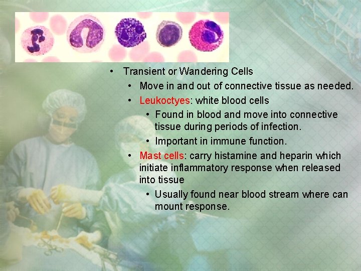 • Transient or Wandering Cells • Move in and out of connective tissue • Transient or Wandering Cells • Move in and out of connective tissue