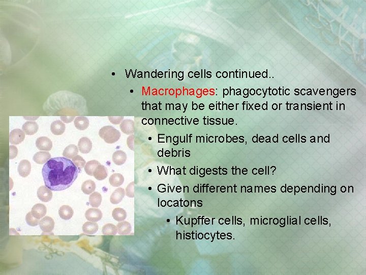 • Wandering cells continued. . • Macrophages: phagocytotic scavengers that may be either • Wandering cells continued. . • Macrophages: phagocytotic scavengers that may be either