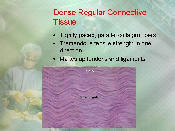 Dense Regular Connective Tissue • Tightly paced, parallel collagen fibers • Tremendous tensile strength Dense Regular Connective Tissue • Tightly paced, parallel collagen fibers • Tremendous tensile strength