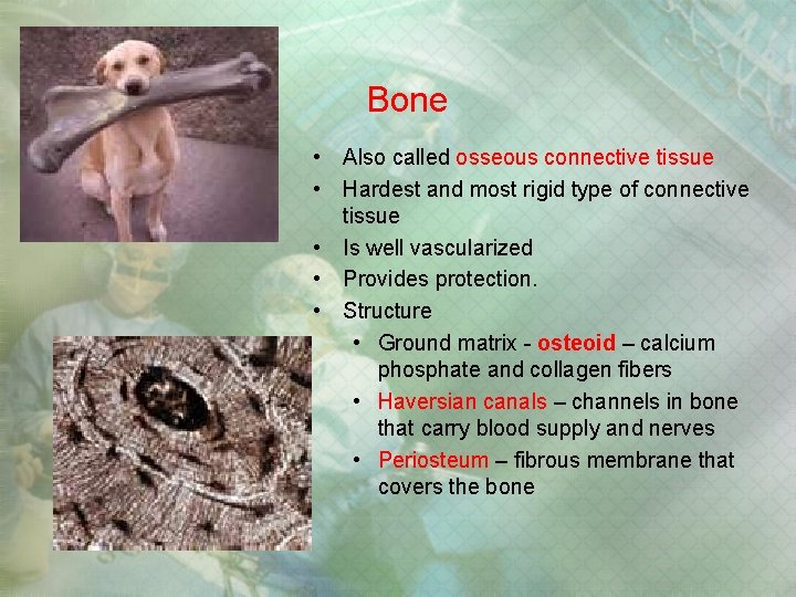Bone • Also called osseous connective tissue • Hardest and most rigid type of Bone • Also called osseous connective tissue • Hardest and most rigid type of