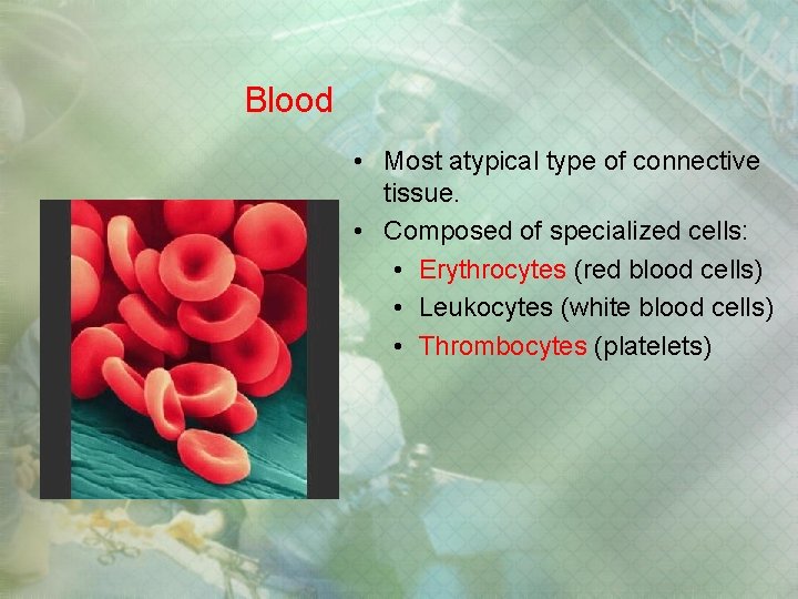 Blood • Most atypical type of connective tissue. • Composed of specialized cells: • Blood • Most atypical type of connective tissue. • Composed of specialized cells: •